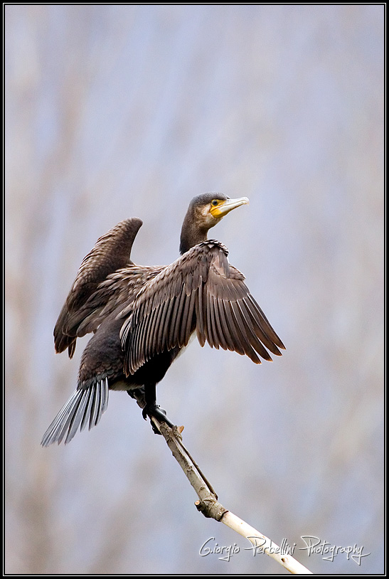 Cormorano (Phalacrocorax carbo)