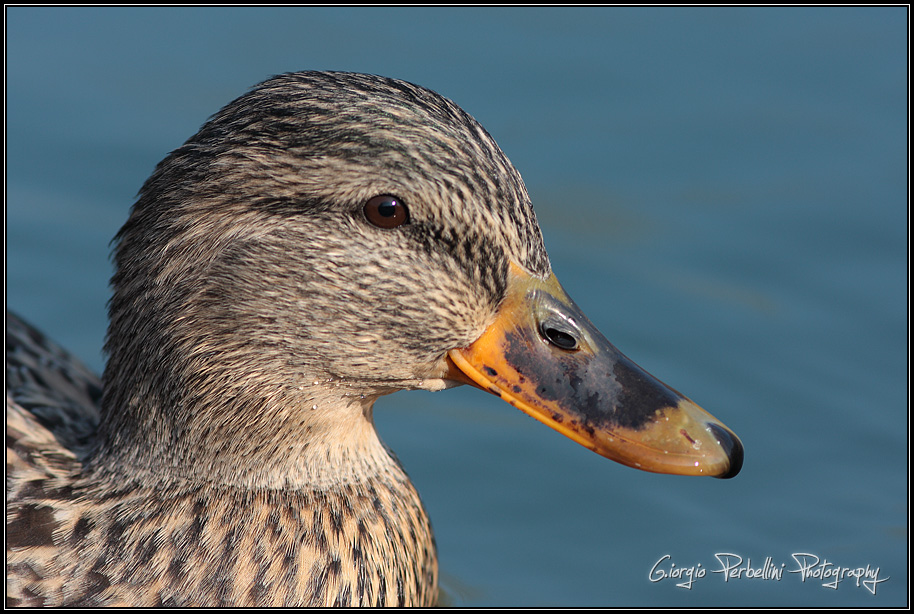 Germano reale (Anas platyrhynchos)