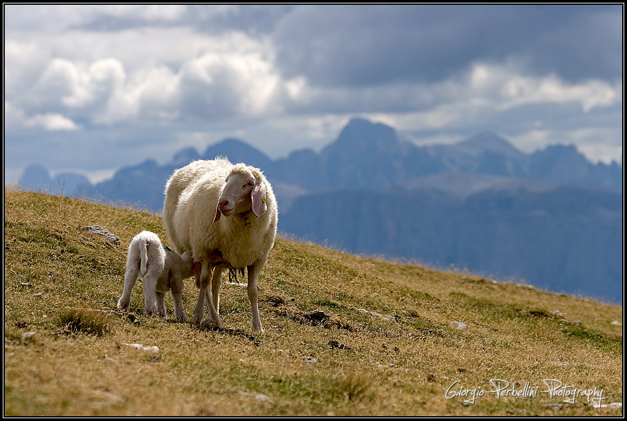 Pecora con agnello