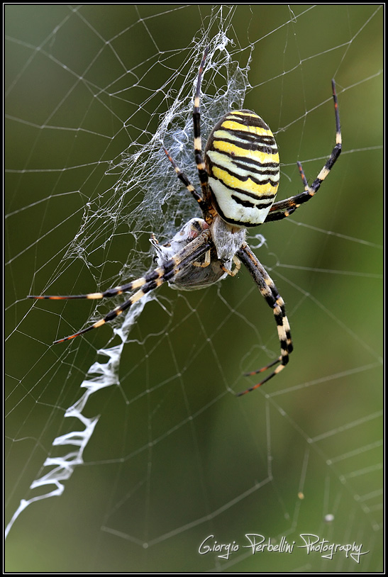 Argiope con preda