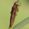Larva di libellula