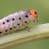 Larva di imenottero