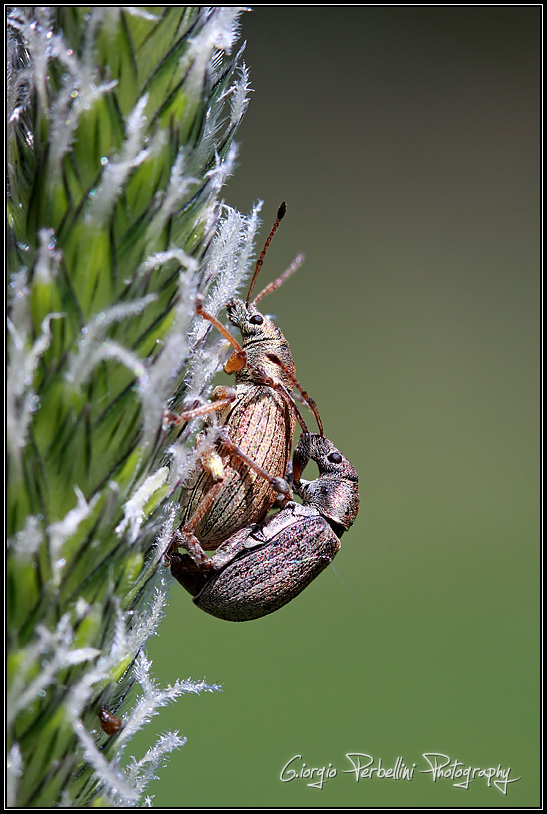 Accoppiamento tra curculionidi (Phyllobius piri)