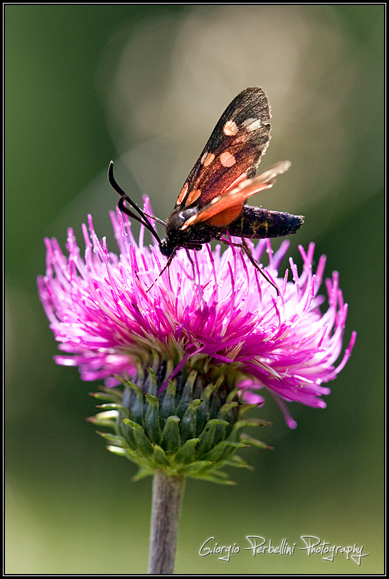 Falena diurna, probabilmente della famiglia delle Zygaenidae, su fiore di cardo.<br>
Trafoi (BZ). Luglio 2006.