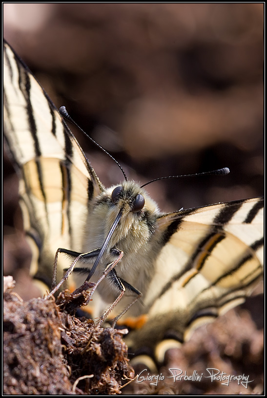 Podalirio (Iphiclides podalirius)