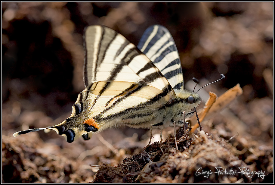 Un esemplare di podalirio (<i>Iphiclides podalirius</i>) posato sul terreno fangoso. Questa splendida farfalla,
che può raggiungere i 7 cm di apertura alare, è sempre più rara nelle nostre campagne, a causa dell'utilizzo di agenti inquinanti in agricoltura e della crescente riduzione dell'habitat adatto alla deposizione.<br>
Monticolo (BZ). Aprile 2007.