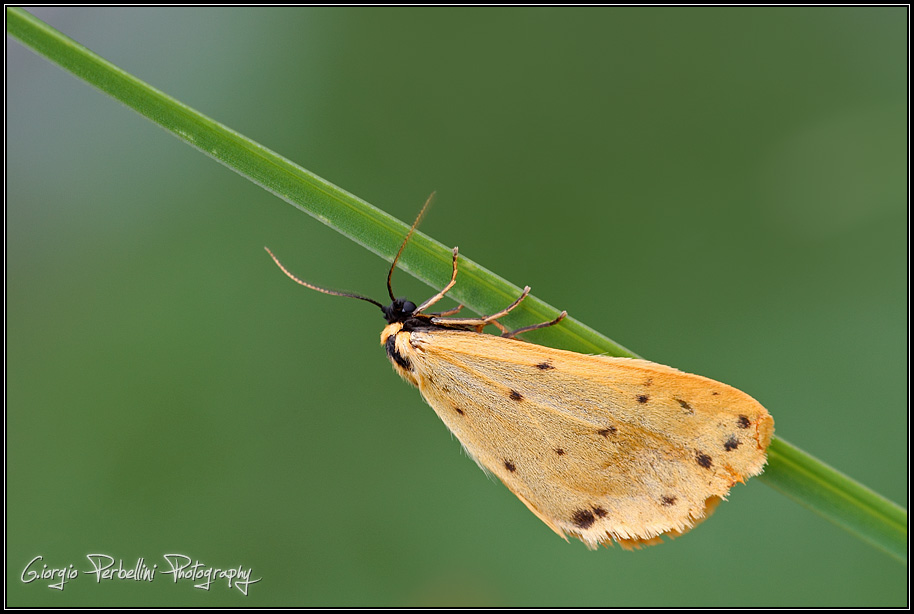 Setina irrorella