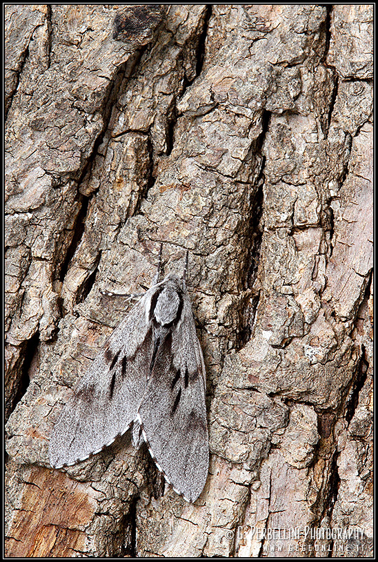 Sphinx pinastri