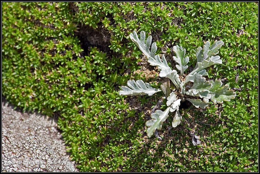 Genepì / artemisia e muschio