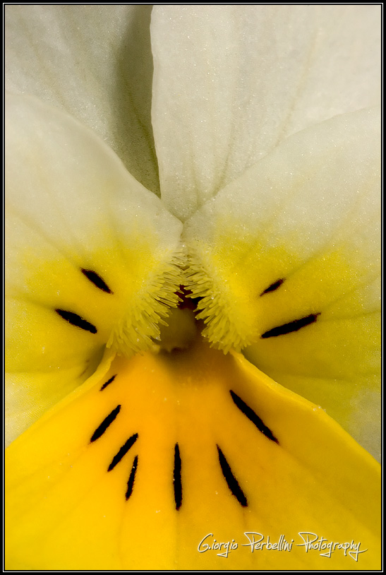 Viola del pensiero selvatica