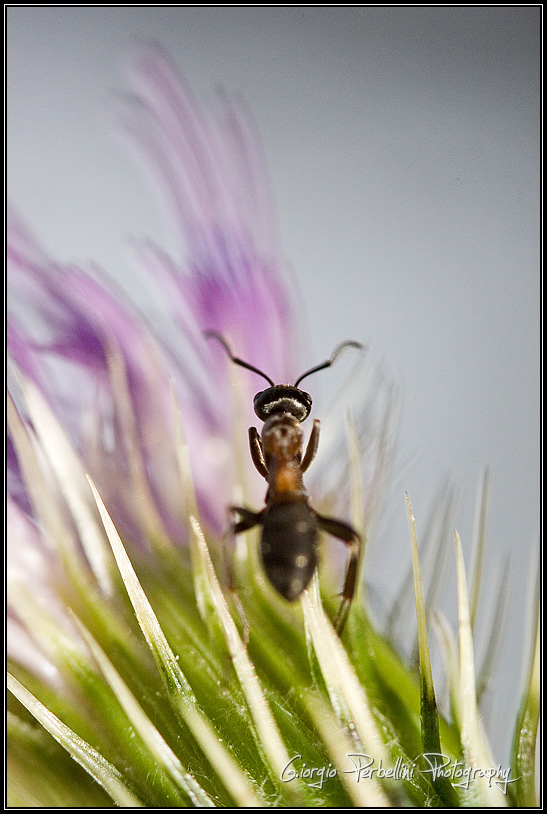 Formica ruta