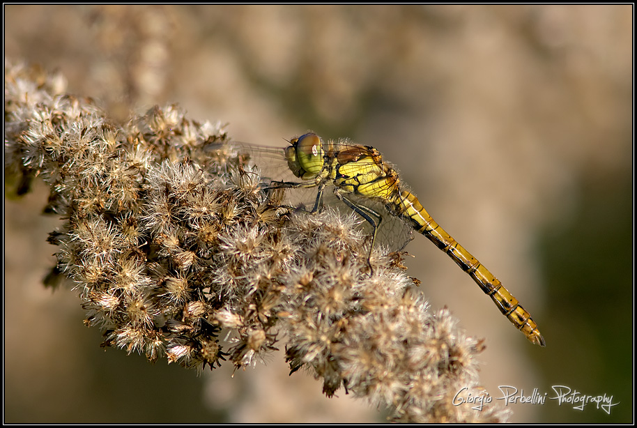 Sympetrum striolatum