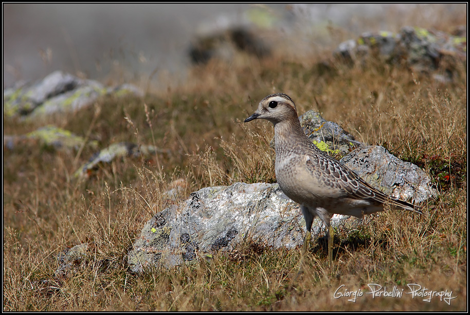 Piviere tortolino (Charadrius morinellus)