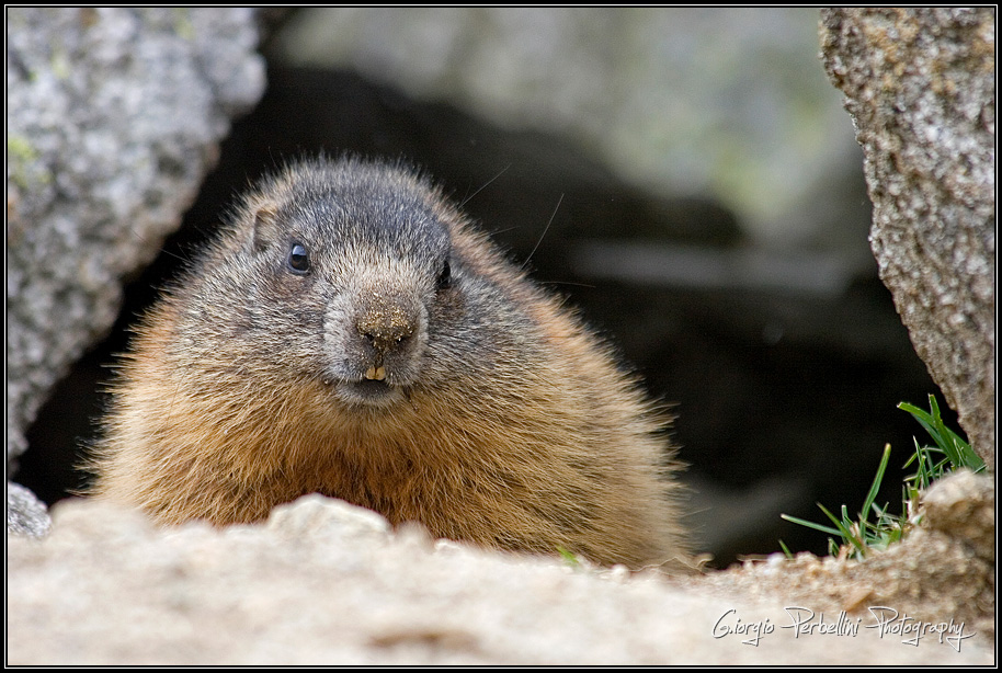 Marmotta (Marmota marmota)