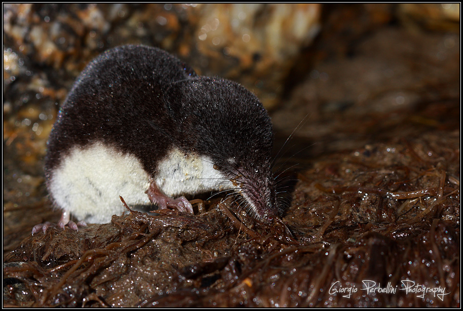 Toporagno d'acqua (Neomys fodiens)