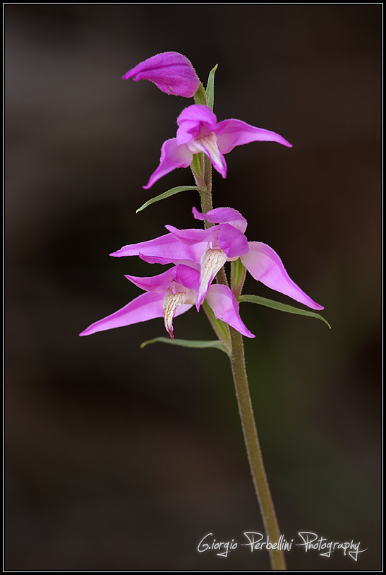 Cephalanthera rubra