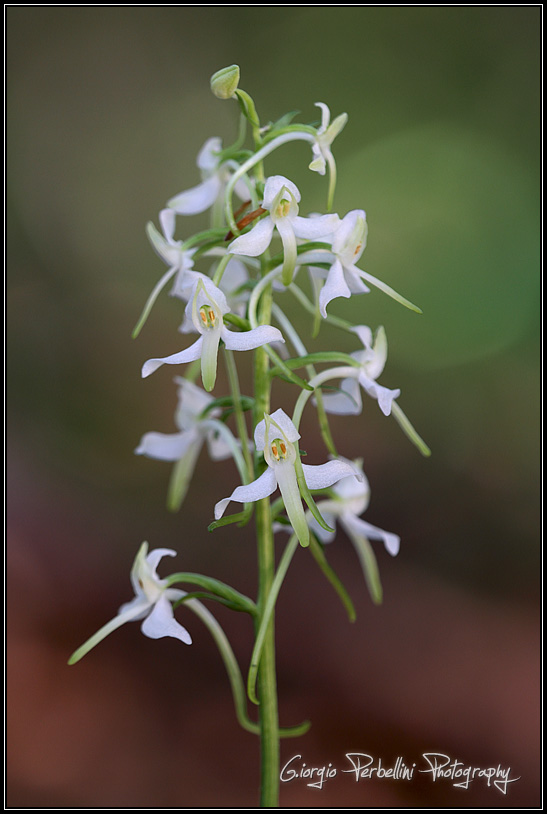 Platanthera bifolia