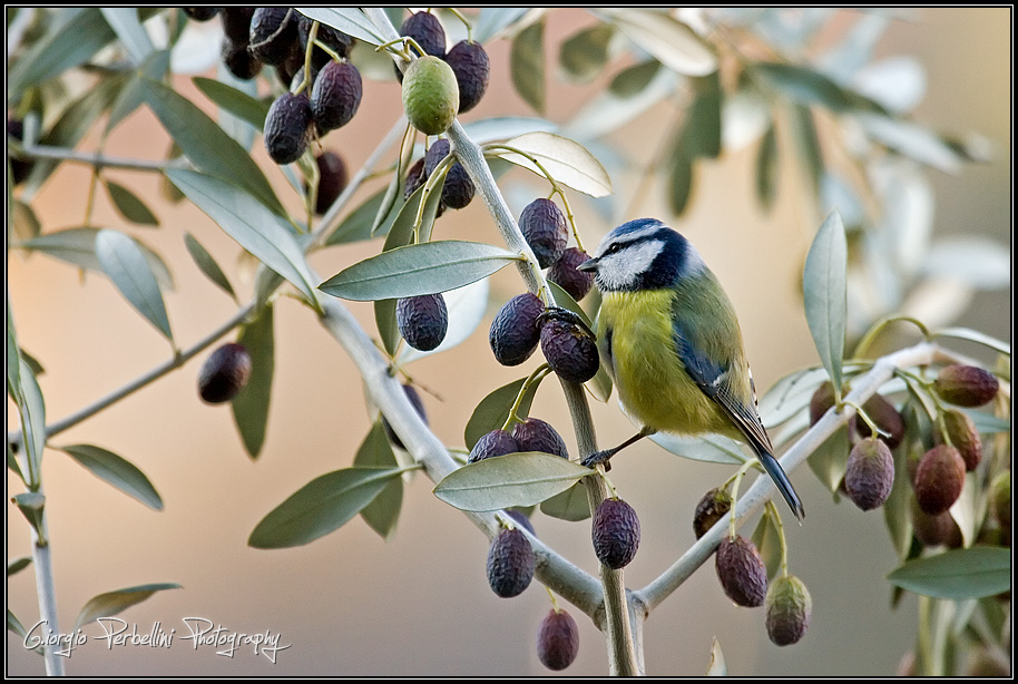 Cinciarella (Parus caeruleus)