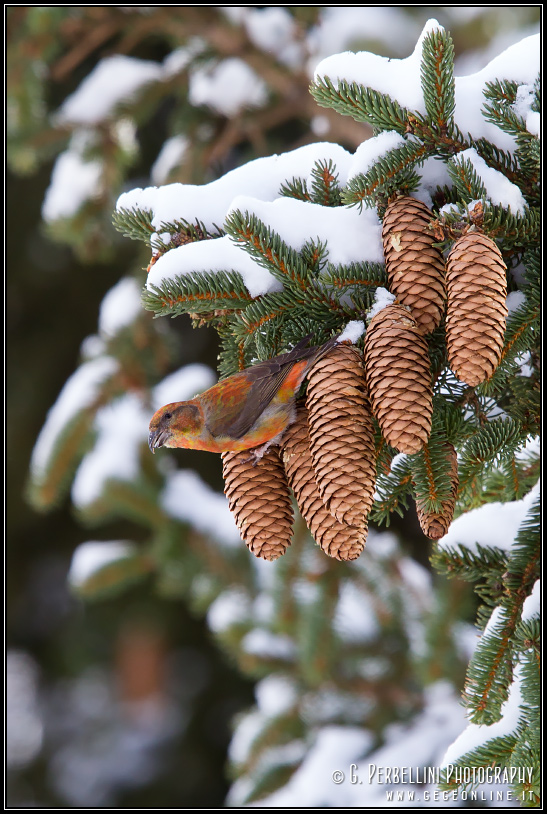 Crociere (Loxia curvirostra)