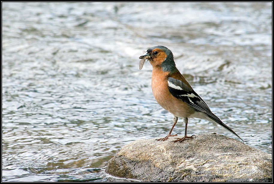 Fringuello (Fringilla coelebs) con preda