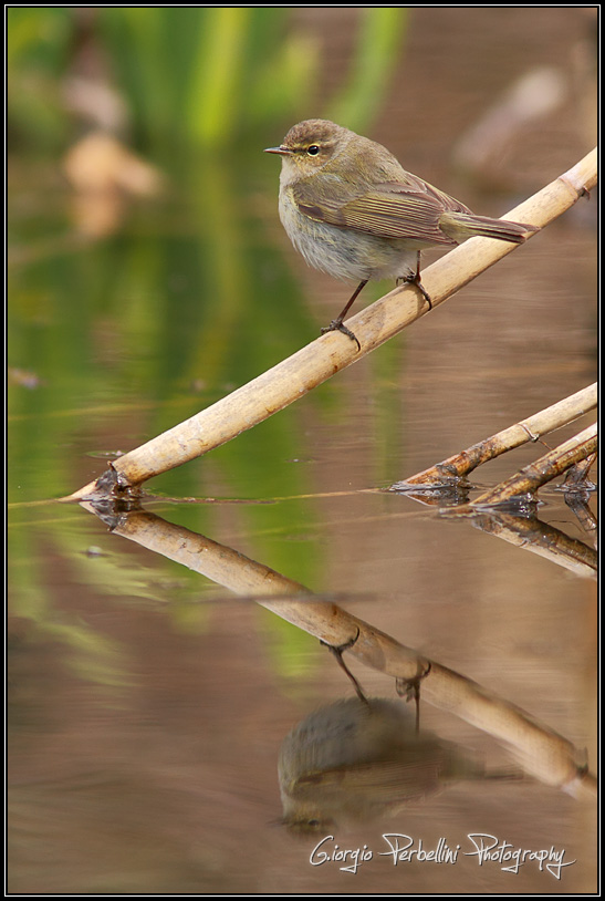 Luì piccolo (Phylloscopus collybita)