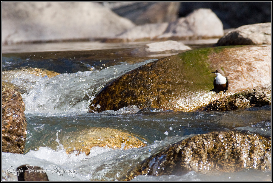 Merlo acquaiolo (Cinclus cinclus)