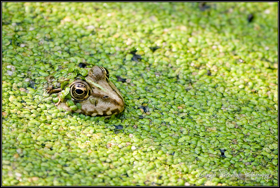 Rana verde (Rana lessonae)