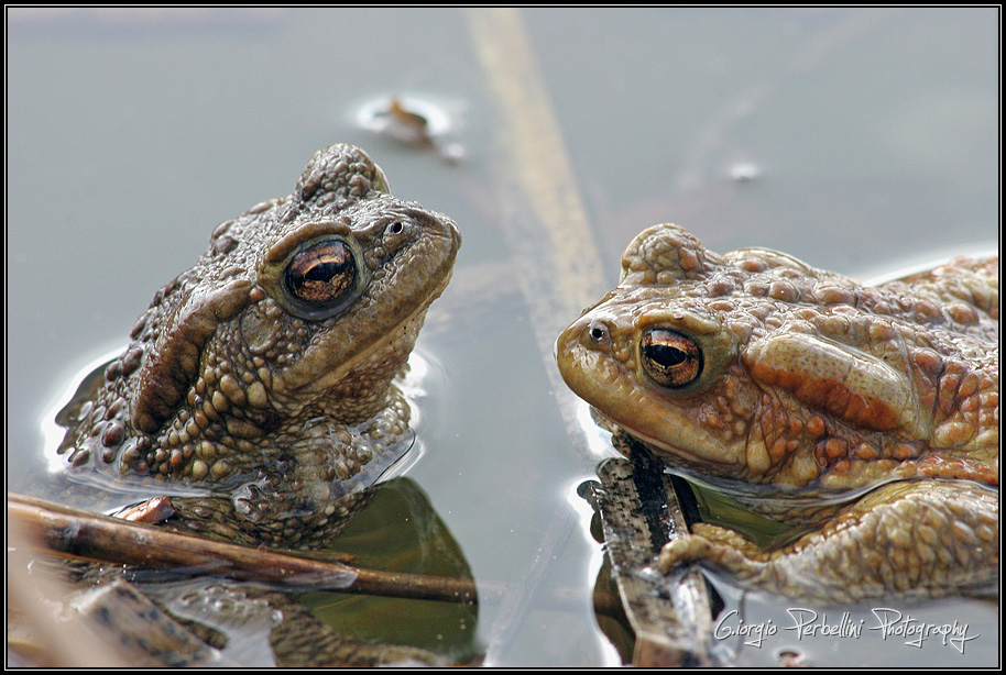 Rospi comuni (Bufo bufo)