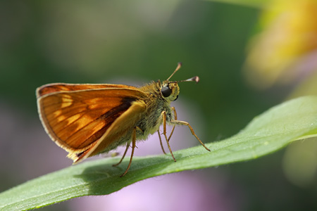 Ochlodes silvanus. © G. Perbellini 2008.