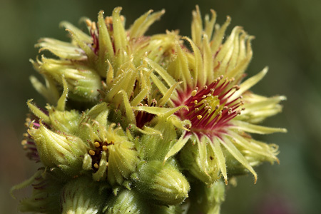 Semprevivo giallo (Sempervivum wulfenii)