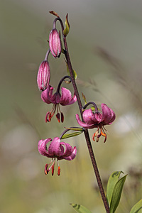 Giglio martagone (Lilium martagon)
