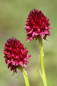 Negritelle (Nigritella sp.)