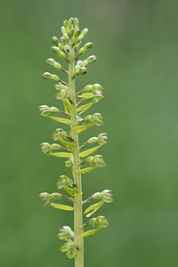 Listera ovata