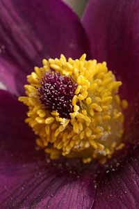 Pulsatilla montana