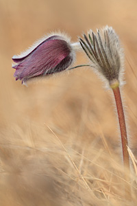 Sboccio di pulsatilla montana