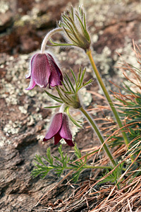 Pulsatilla montana