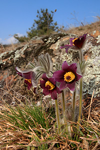 Gruppo ambientato di pulsatilla montana