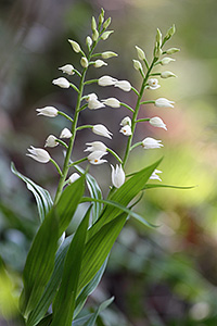 Orchidea spontanea (Cephalantera sp.)