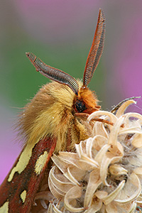 maschio di Hyphoraia testudinaria