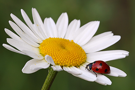 Coccinella su margherita