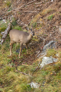 Capriolo autunnale