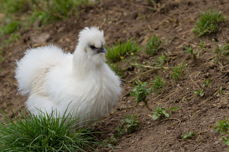 Gallina moroseta