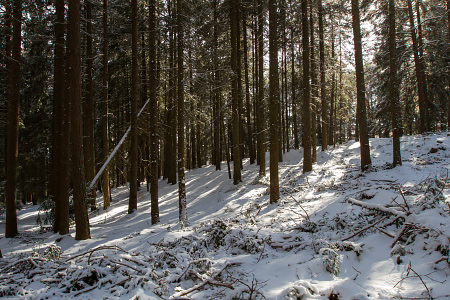 Bosco innevato