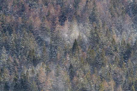 Vento tra gli alberi coperti di neve