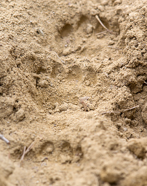 Nelle due impronte più in alto si nota la presenza di cinque dita