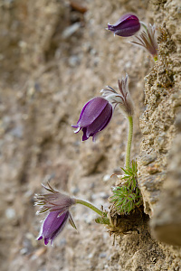 Pulsatilla