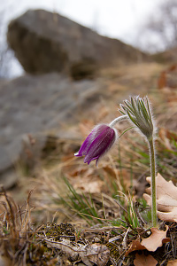 Pulsatilla