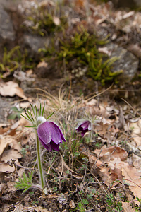 Pulsatilla