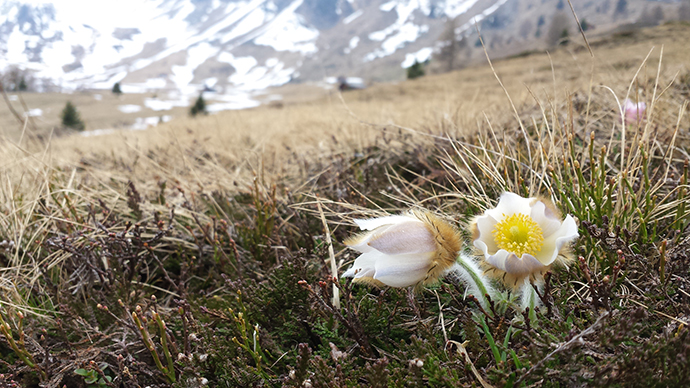 Pulsatilla vernalis