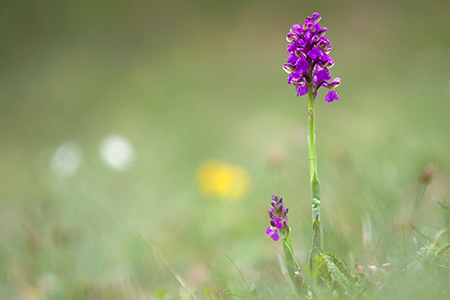 Anacamptis morio